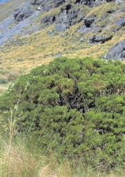 Veronica propinqua. Habit. Wye Creek, Otago.
 Image: M.J. Bayly © Te Papa CC-BY-NC 3.0 NZ